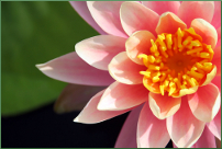 An Image Slideshow